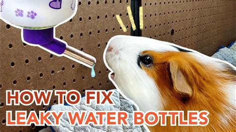 pet water bottle leaking|How to Fix a Dripping Guinea Pig Water Bottle 